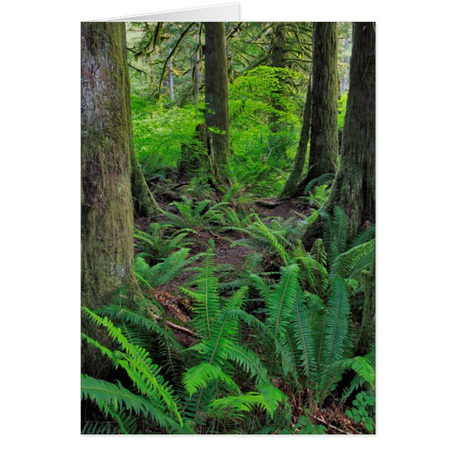 Grünwald Landschaftlich (Vorne)