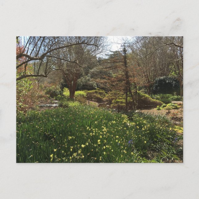 Grünwald mit gelben Blumen Postkarte (Vorderseite)