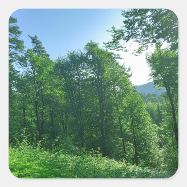 Grünwaldlandschaftsfotografie Quadratischer Aufkleber (Vorderseite)