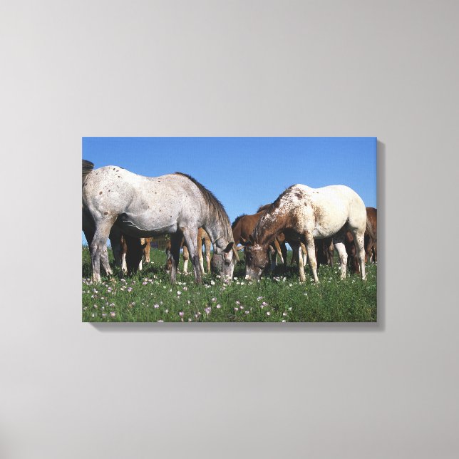 Gruppe Appaloosa Pferde Weiden Leinwanddruck (Vorderseite)
