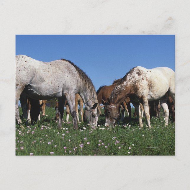 Gruppe Appaloosa Pferde Weiden Postkarte (Vorderseite)