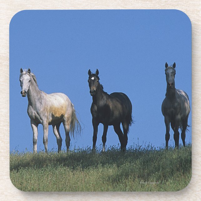 Gruppe Araber Getränkeuntersetzer (Vorderseite)