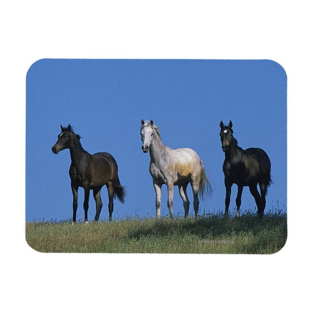 Gruppe der Araber Magnet (Horizontal)