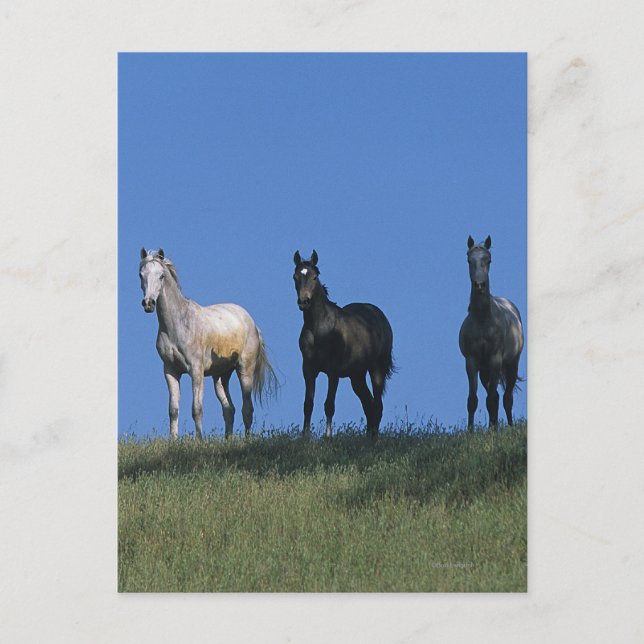 Gruppe der Araber Postkarte (Vorderseite)