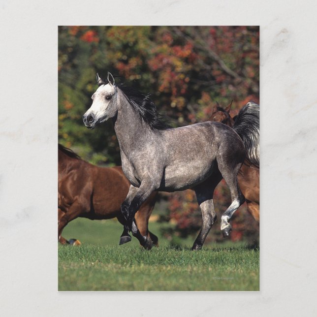 Gruppe der arabischen Pferde Postkarte (Vorderseite)