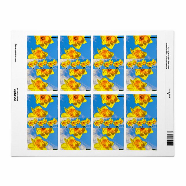 Gruppe der Daffodils Goldmedaille-Blume (Vorne)