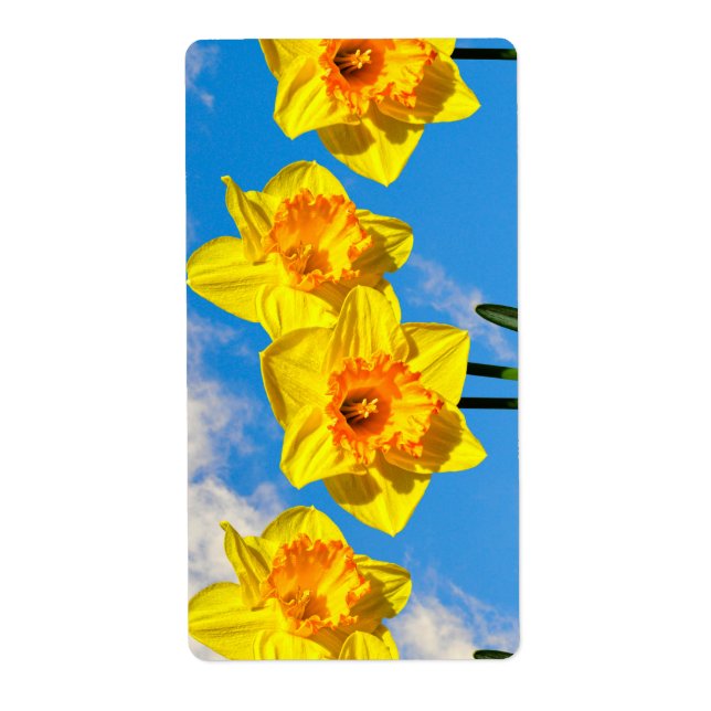 Gruppe der Daffodils Goldmedaille-Blume (Vorne)