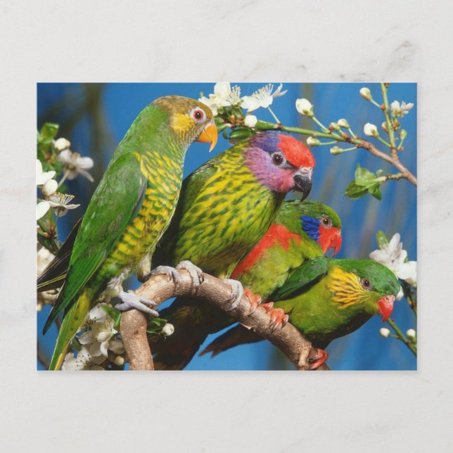 Gruppe der Lories Postkarte (Vorderseite)