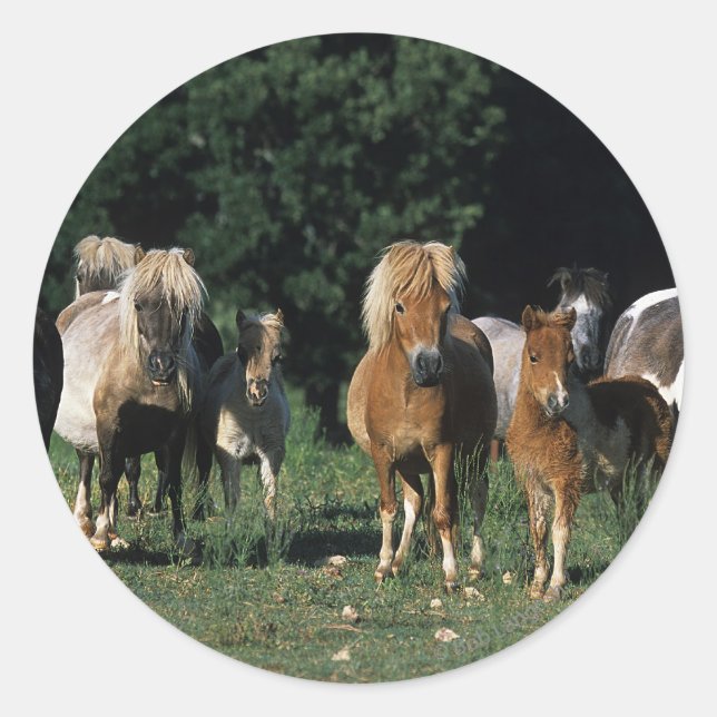 Gruppe der Miniaturfohlen Runder Aufkleber (Vorderseite)