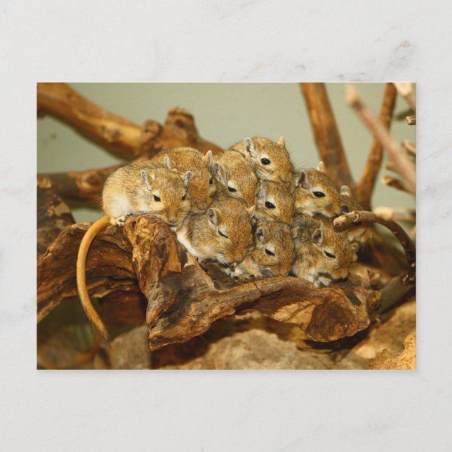 Gruppe der mongolischen Gerbils Meriones Unguicula Postkarte (Vorderseite)