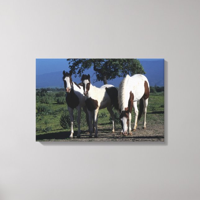 Gruppe der Paint Horses Leinwanddruck (Vorderseite)