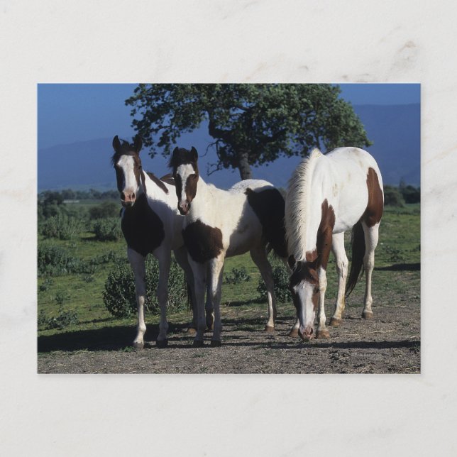 Gruppe der Paint Horses Postkarte (Vorderseite)