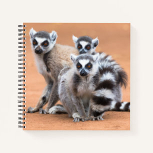 Gruppe der Ringschwanz-Lemuren Notizbuch