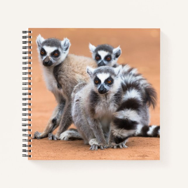 Gruppe der Ringschwanz-Lemuren Notizbuch (Vorderseite)