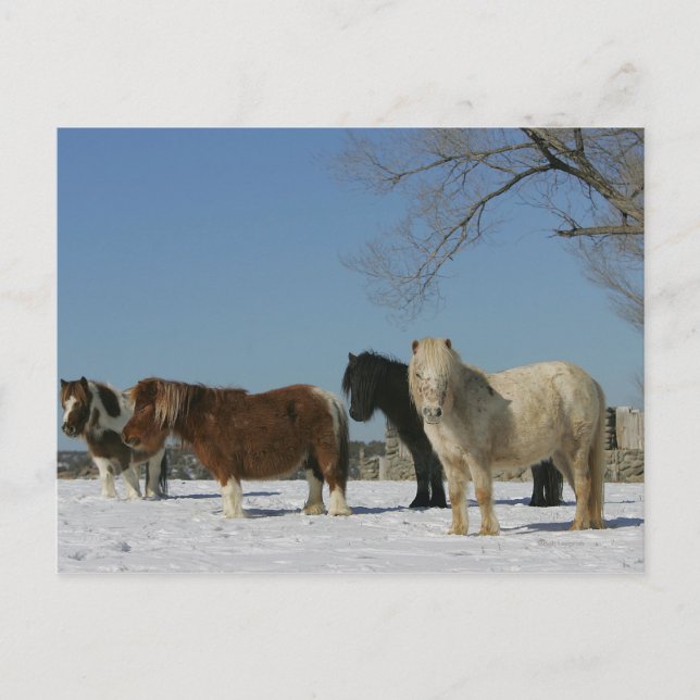 Gruppe der Schneepferde Postkarte (Vorderseite)