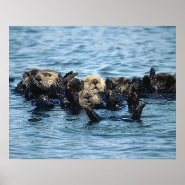 Gruppe der Sea Otters Poster (Vorne)