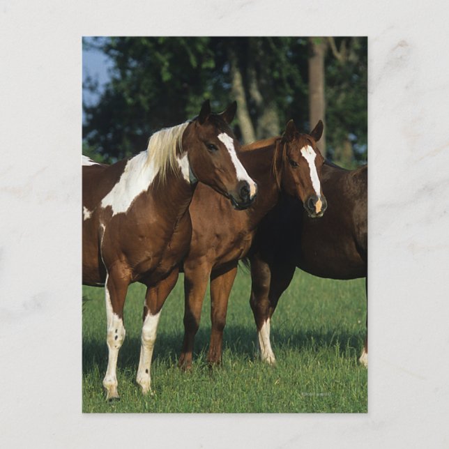 Gruppe der Stehenden Paint Horses Postkarte (Vorderseite)