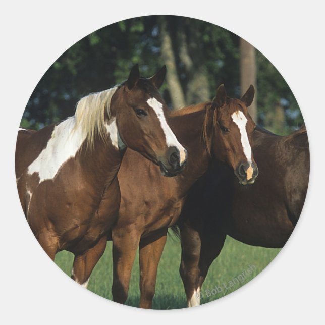 Gruppe der Stehenden Paint Horses Runder Aufkleber (Vorderseite)