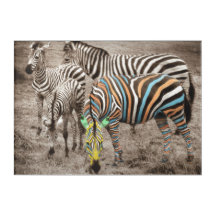 Gruppe der vier Zebras