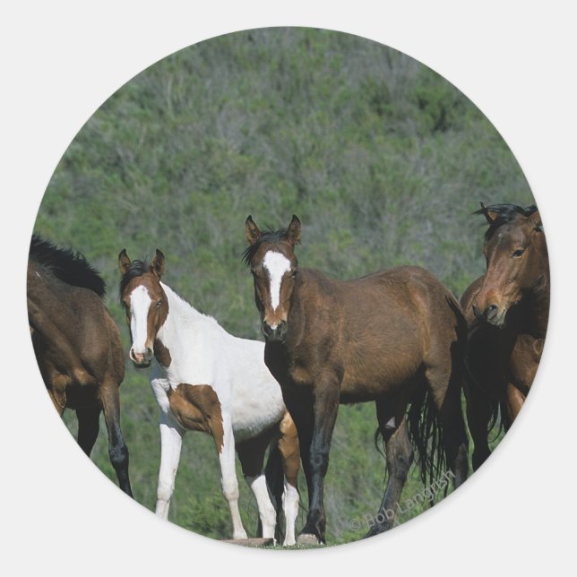 Gruppe der wild lebenden Mustang Pferde Runder Aufkleber (Vorderseite)