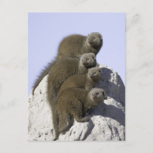 Gruppe der Zwerge Mongolei auf dem Termite Berg in Postkarte