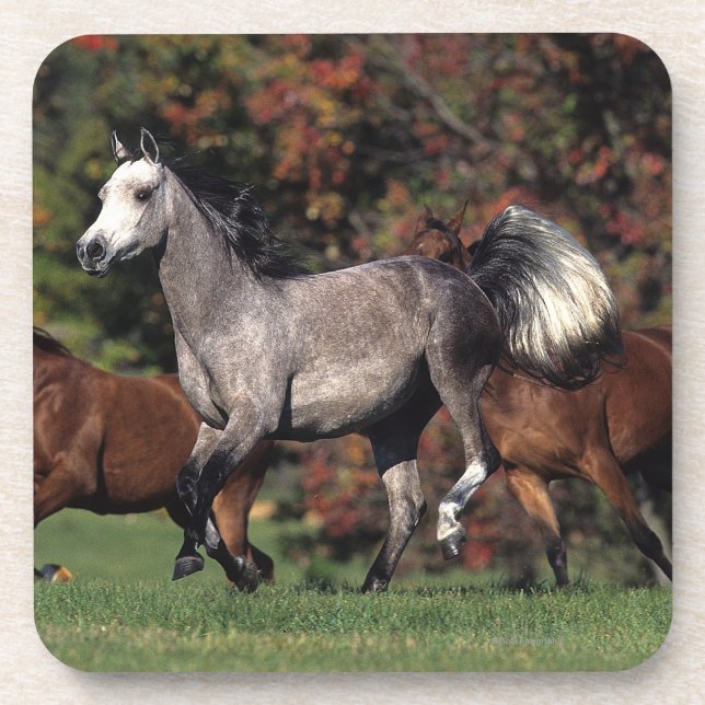 Gruppe des arabischen Pferdelaufens Getränkeuntersetzer (Vorderseite)