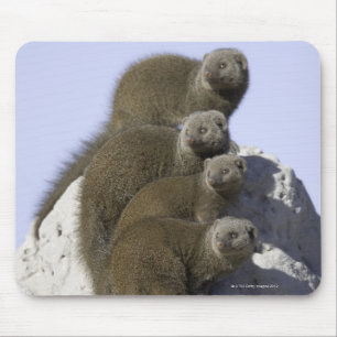 Gruppe des zwergartigen Mungos auf einem Mousepad