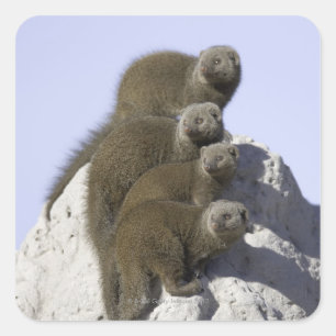 Gruppe des zwergartigen Mungos auf einem Quadratischer Aufkleber