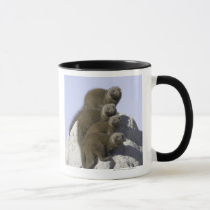 Gruppe des zwergartigen Mungos auf einem Tasse