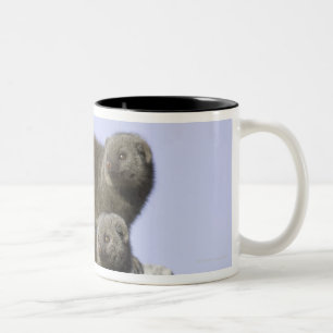 Gruppe des zwergartigen Mungos auf einem Zweifarbige Tasse