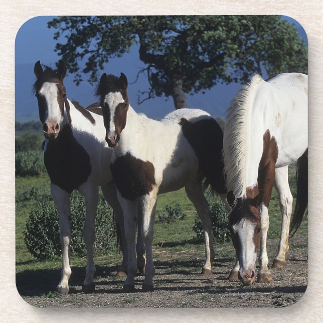 Gruppe Farben-Pferde Getränkeuntersetzer (Vorderseite)