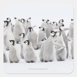 Gruppe Kaiserpinguine (Aptenodytes forsteri) Quadratischer Aufkleber