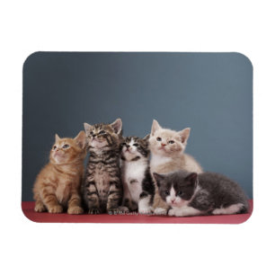 Gruppe Kätzchen Magnet