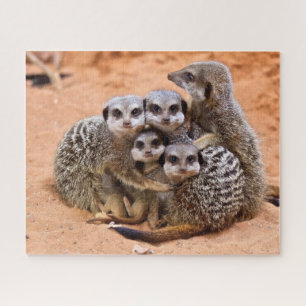 Gruppe Meerkats