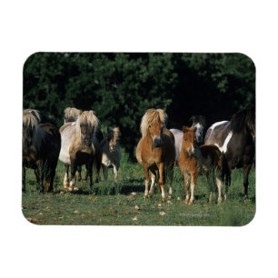 Gruppe Miniaturfohlen Magnet