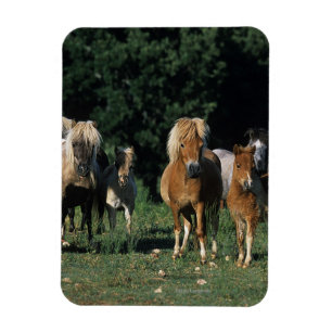 Gruppe Miniaturfohlen Magnet