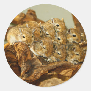 Gruppe mongolischen GerbilsMeriones Unguiculatus Runder Aufkleber