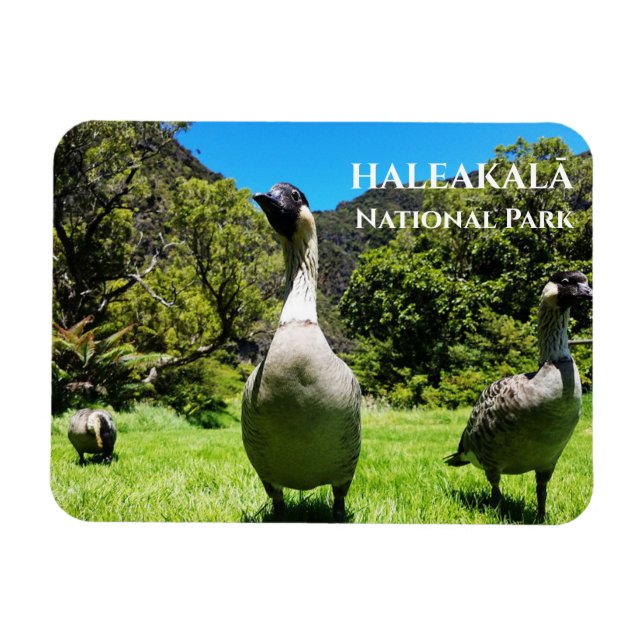 Gruppe Nēnē, Haleakalā National Park, Maui, HI Magnet (Horizontal)