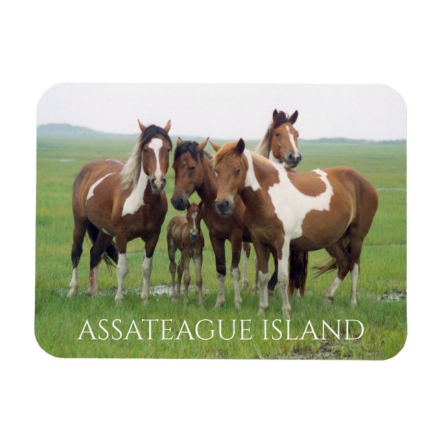 Gruppe Pferde, Assateague National Seashore Magnet (Horizontal)