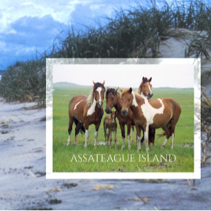 Gruppe Pferde, Assateague National Seashore Postkarte