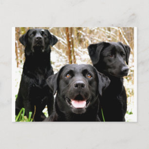 Gruppe "Schwarzes Labor" Postkarte