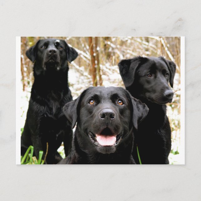 Gruppe "Schwarzes Labor" Postkarte (Vorderseite)