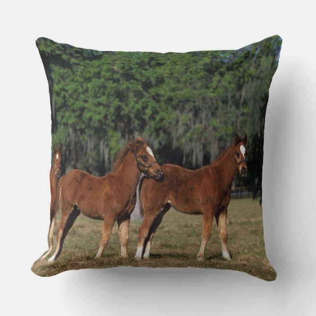 Gruppe Thoroughbred-Fohlen Kissen (Vorderseite)
