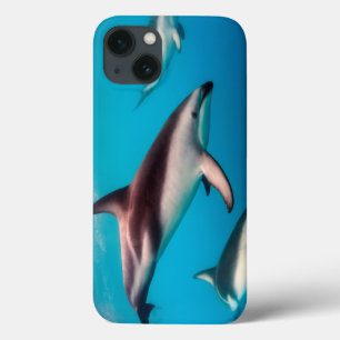 Gruppe von dunklen Delfinen vor Kaikoura iPhone 13 Hülle