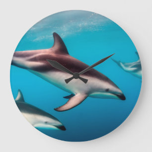 Gruppe von dunklen Delfinen vor Kaikoura Große Wanduhr