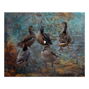 Gruppe von Enten Poster