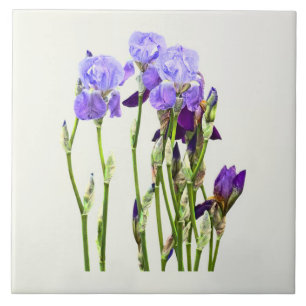 Gruppe von Lavendel-Schwertlilien und Knospen Fliese