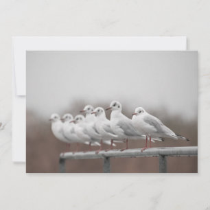 Gruppe von Möwen Nature Foto-Karte