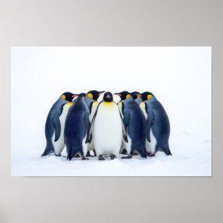 Gruppe von Pinguinen Poster