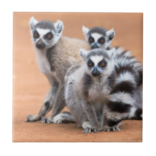 Gruppe von Ringelschwanzmakis Fliese